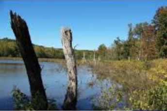 Indiana Wetlands Mitigation Program Faces Backlog Despite $109 Million in Fees,